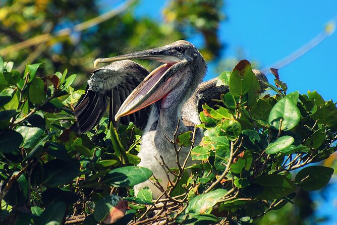 10-Hour Guided Tour of Samana and Bacardi Island Los Haitises - Cruising San Lorenzo Bay and the mangrove channels