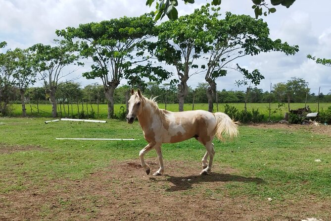 2-Hour Horseback Riding Tour at Sunset from Punta Cana - Group size, comfort, and practical timing