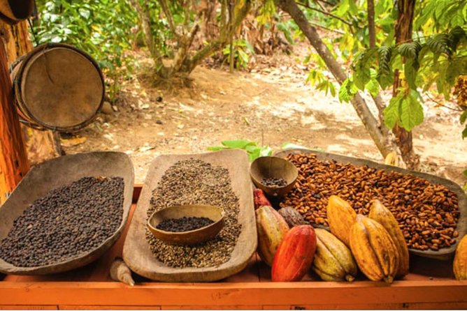 4x4 Dominican Adventure with Chocolate and Coffee Tasting - Hotel pickup can shape your whole morning