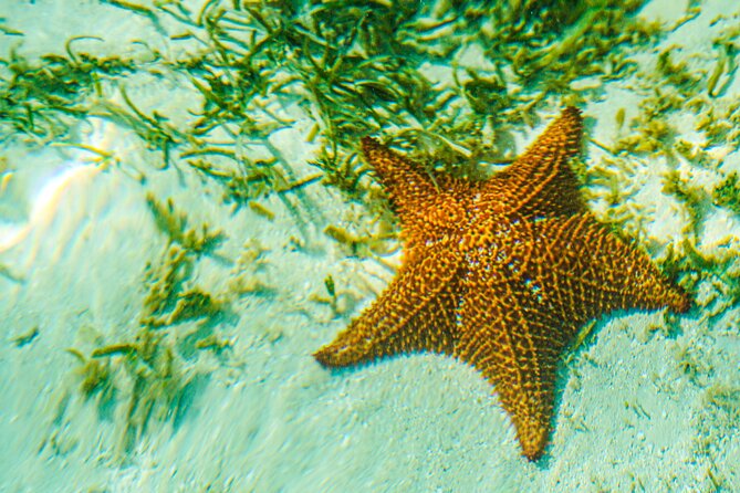 6 Hour Private Saona Island Tour with Snorkeling - What $690 means for your group