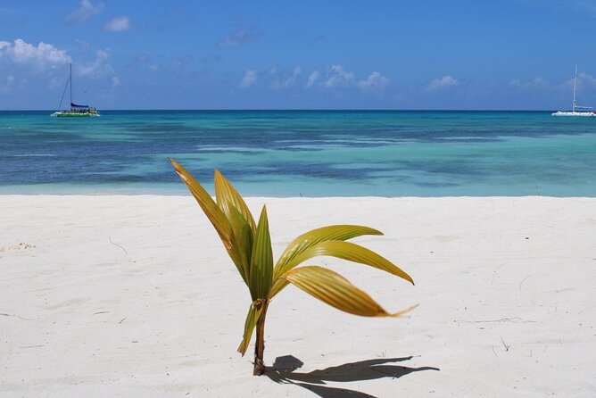 A Magical Day on Saona Island - Who will enjoy this day most