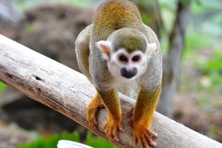 Bayahibe/La Romana: 4x4 Buggy and Monkeyland Tour - Casa del Coco and the taste of local products