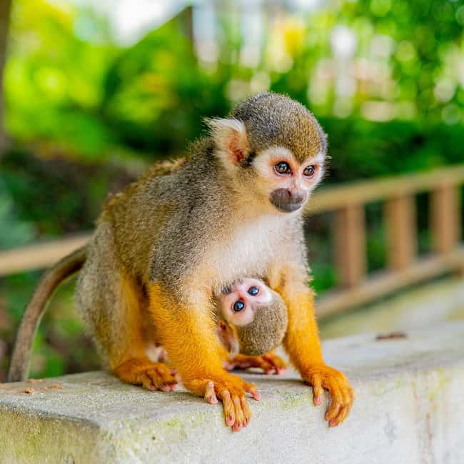 Bayahibe/La Romana: 4x4 Buggy and Monkeyland Tour - What the $179 price really covers