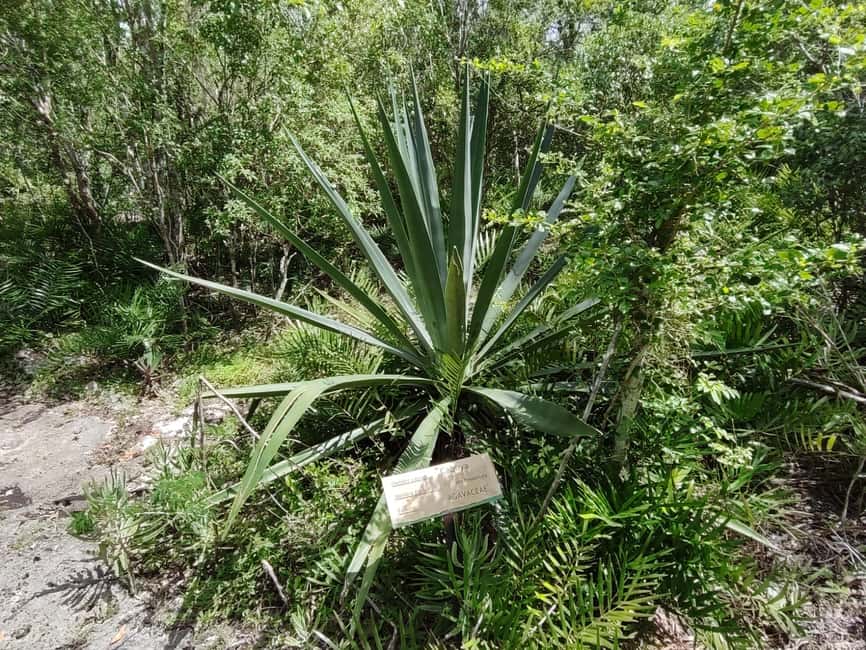 Bayahibe: National Park Jungle Walk & Snorkeling in Cenotes - Should you book the Chicho Cave outing?