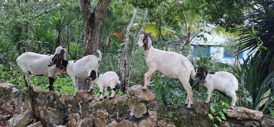 Bayahibe: National Park Jungle Walk & Snorkeling in Cenotes - What makes the guides important