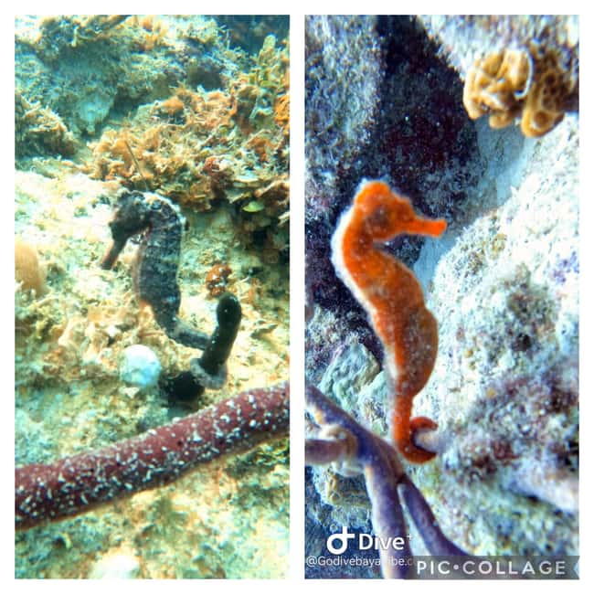 Bayahibe: Scuba Diving Initiation by Go Dive Bayahibe - A Gentle First Step Into Scuba