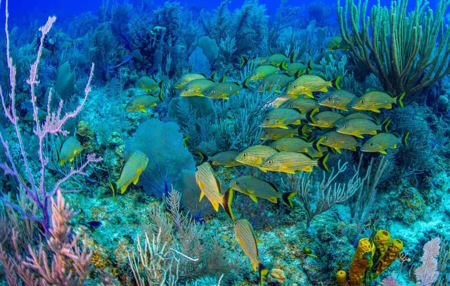 Bayahibe: Snorkeling Tour - Sea, Cotubanama park & Cenotes - A full day built around two kinds of water