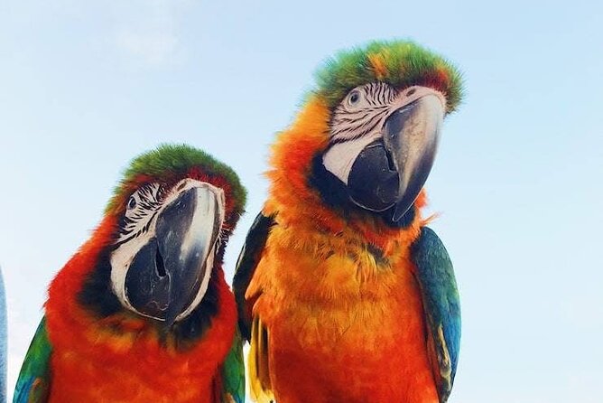 BOOGIES/BUGGY & ATV -# 1 Adventures IN PUNTACANA - What the Three-Hour Schedule Actually Gives You