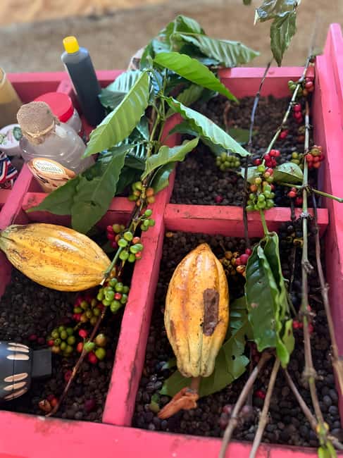 Buggy Tour in Punta Cana: Mamajuana - Coffee - Swimming in Cenote and Macao Beach - Driving from the Macao ranch into the countryside