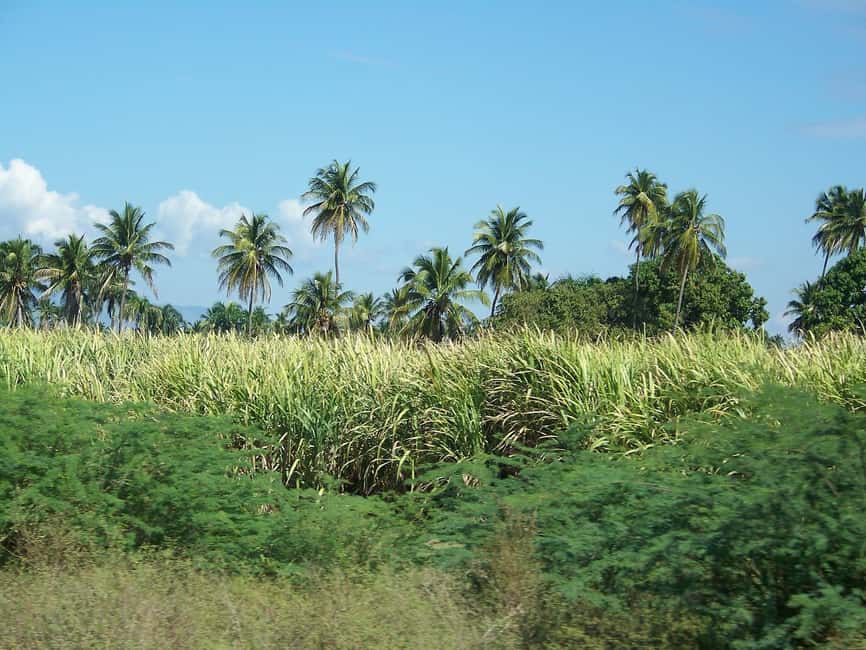 Cabarete: 2-Person Dominican Countryside Buggy Tour - Starting near Puerto Plata, Sosua, or Cabarete