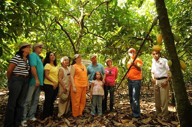 Cacao Plantation and Chocolate Factory Tour- Chocolate Lovers - The best details to keep in mind