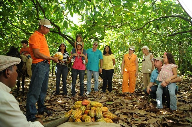 Cacao Plantation and Chocolate Factory Tour- Classic - Dominican buffet lunch and local hot chocolate