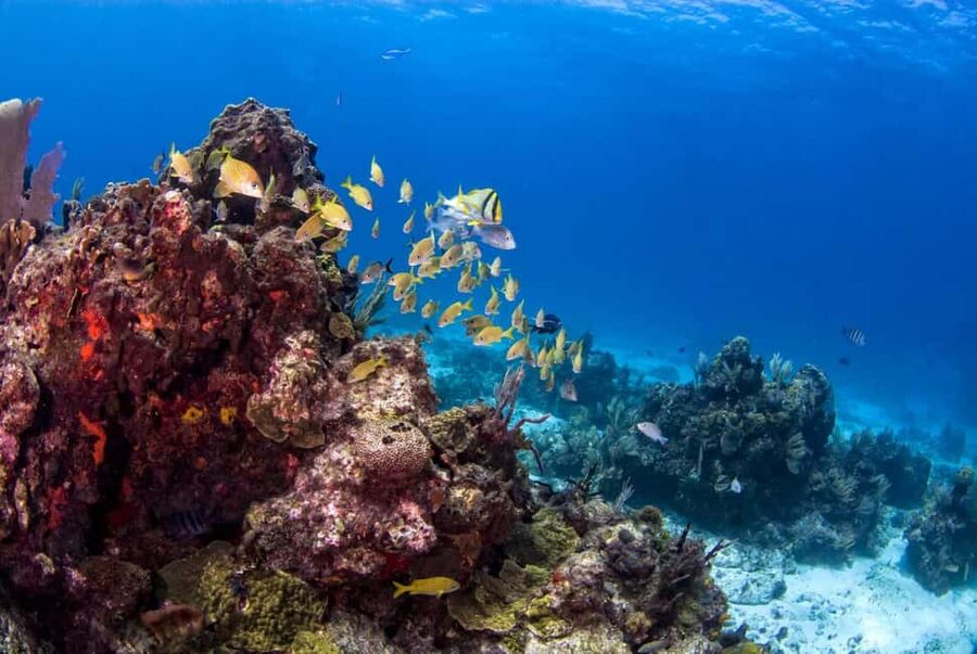 Catalina Island Full-Day Snorkeling + Lunch from Punta Cana - The return trip is the weak link