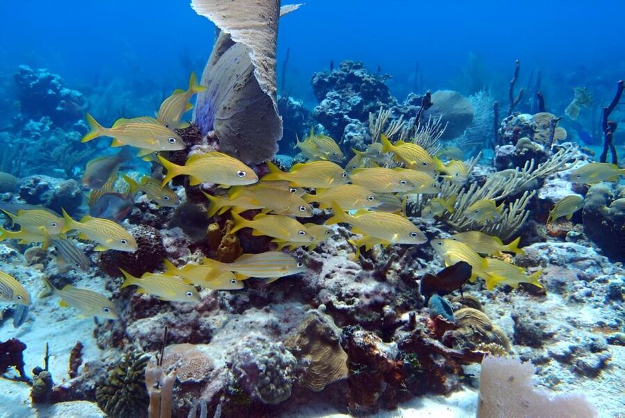 Catalina Island Full-Day Snorkeling + Lunch from Punta Cana - Who will enjoy this Catalina day