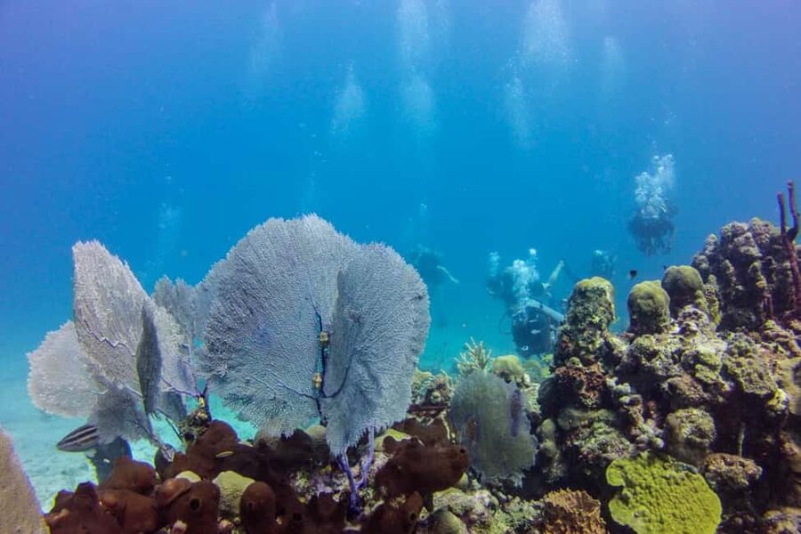 Catalina Island Scuba Diving Tour from Punta Cana - Is $175 a fair price?