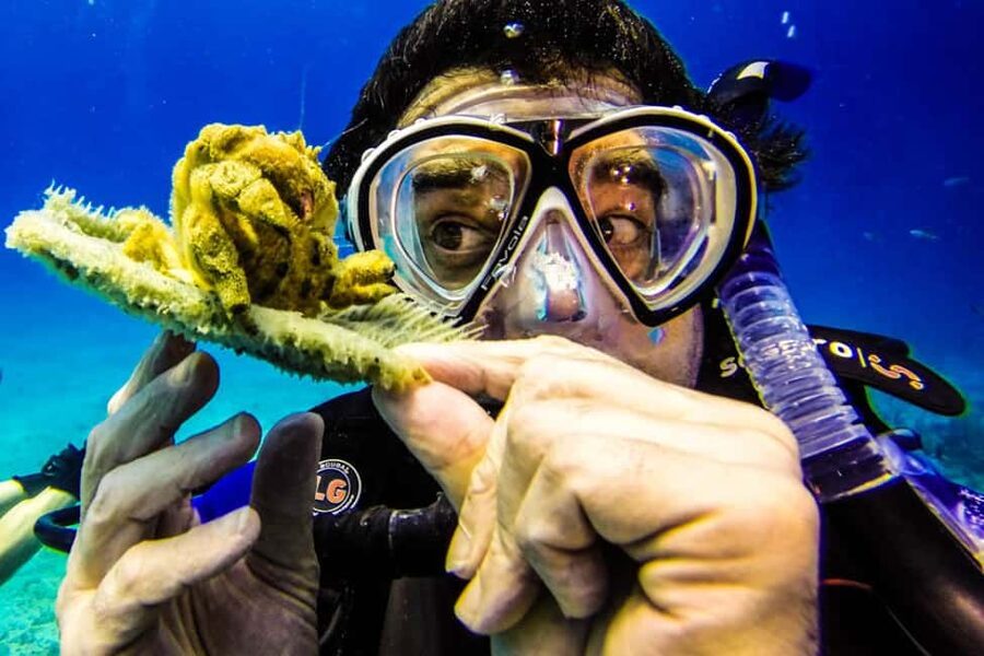 Catalina Island Scuba Diving Tour from Punta Cana - The Aquarium and its marine life