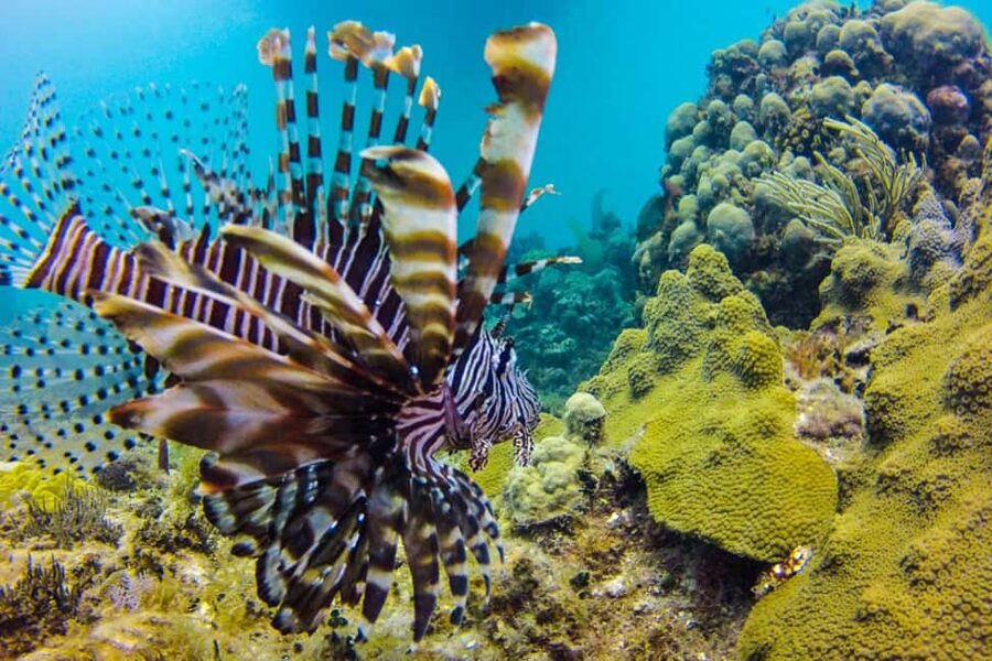 Catalina Island Scuba Diving Tour from Punta Cana - The transport from Punta Cana to La Romana