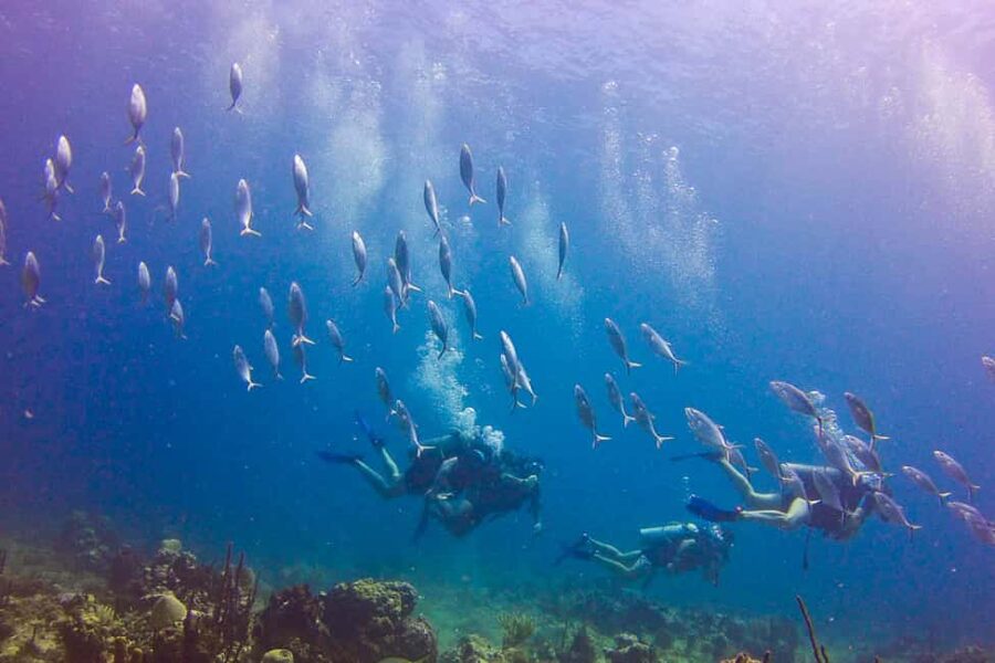 Catalina Island Scuba Diving Tour from Punta Cana - Health rules and who should book