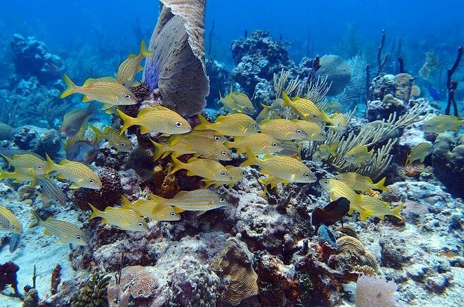 Catalina Island Snorkel Excursion from Punta Cana - Snorkeling The Wall