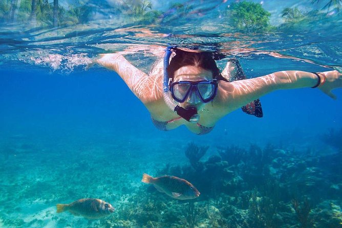 Catalina Island & Snorkeling Tour - What $90 really buys you