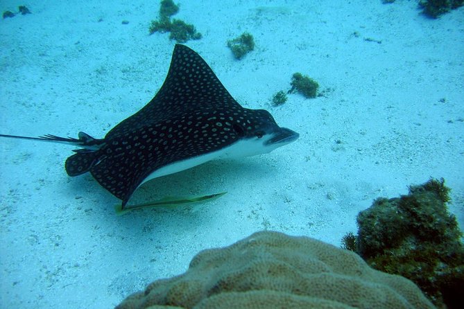 Catalina Island - Snorkeling tour on a luxury catamaran - Who should book this catamaran?