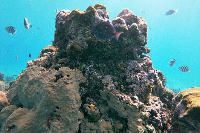 Catamaran Party Cruise with Snorkeling & BBQ - BBQ lunch, open bar, and the reason the price makes sense