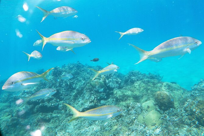 Catamaran Party Cruise with Snorkeling & BBQ - The slide, jump board, and sunset ride back