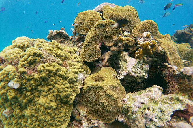 Catamaran Party Cruise with Snorkeling & BBQ - Practical details that can save you trouble