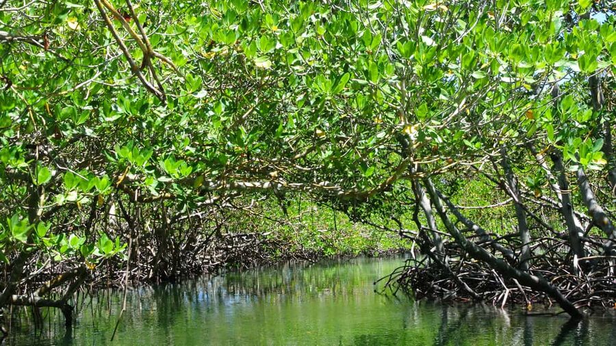 Cayo Arena: Paradise Island and Mangroves Tour - Through the mangroves of Monte Cristi National Park