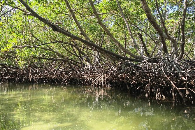 Cayo Arena, Paradise Island Tour - Three hours on Cayo Arena