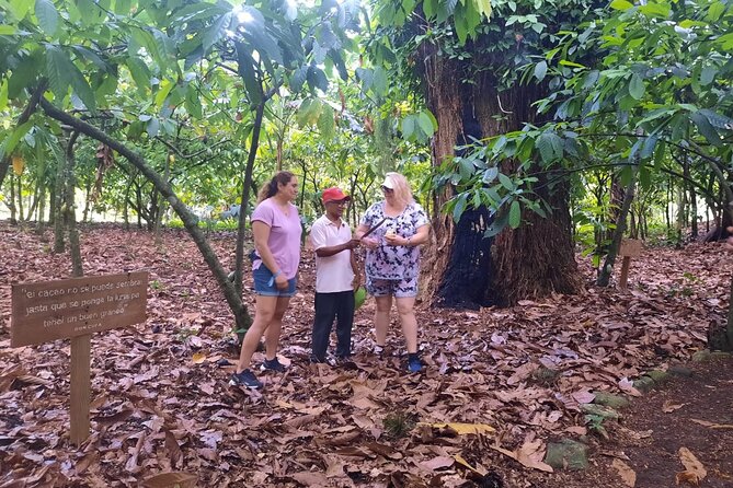 Cocoa & Artisan Chocolate Route with an Historical Tour in Puerto Plata City - Returning to Puerto Plata’s historic center