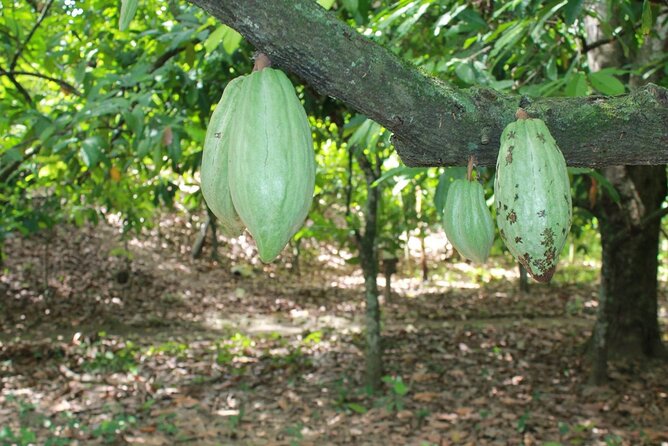 Cocoa & Artisan Chocolate Route with an Historical Tour in Puerto Plata City - How much history will you actually get?
