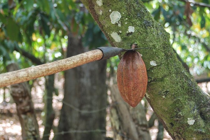 Cocoa & Artisan Chocolate Route with an Historical Tour in Puerto Plata City - The strongest parts of the experience