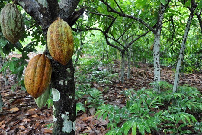 Cocoa & Artisan Chocolate Route with an Historical Tour in Puerto Plata City - Chocolate therapy and making your own sweets
