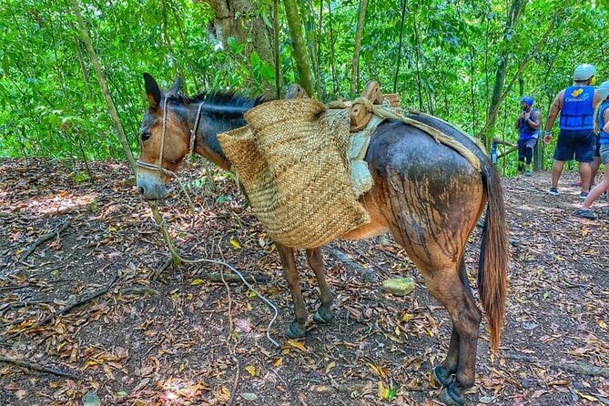 Damajagua The 7 waterfalls excursion - Amber Cove & Taino bay - Is the $54 price good value?