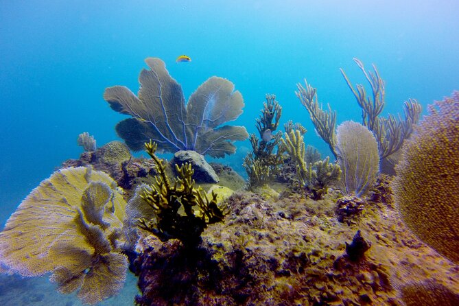 Discover Scuba Diving - DSD - The Pool Session Builds Confidence First