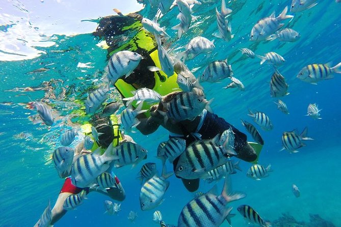 Discover Sosua's Underwater World & Beach Day - What the $69 price covers
