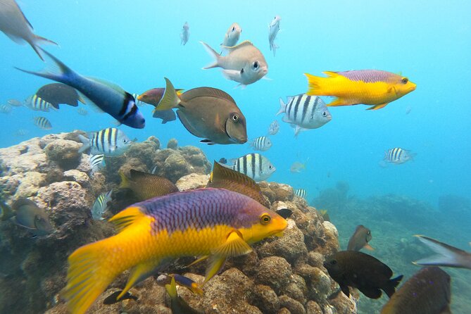 Discover Sosua's Underwater World & Beach Day - Who will enjoy this outing most