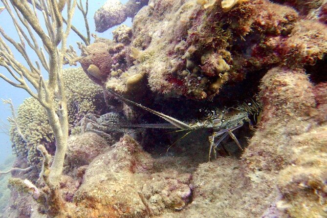 Diving for Certified Divers, 2 Tanks Sosúa Bay - The surface interval with water and bananas