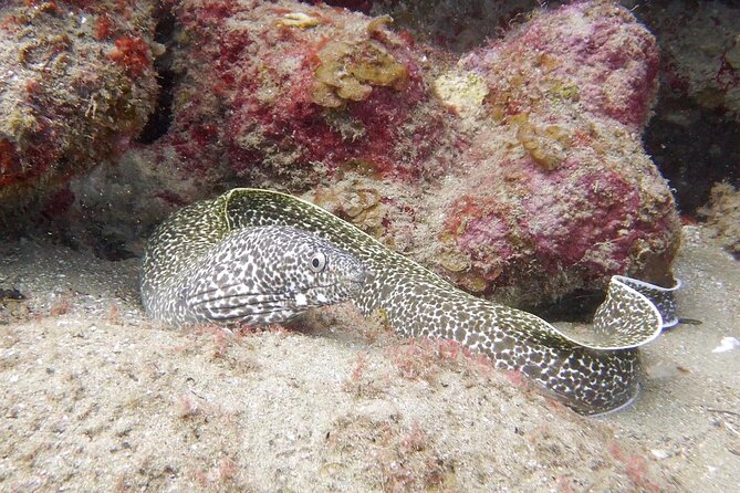 Diving for Certified Divers, 2 Tanks Sosúa Bay - Second session at a different site