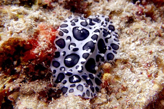 Diving for Certified Divers, 2 Tanks Sosúa Bay - Free underwater photos and videos