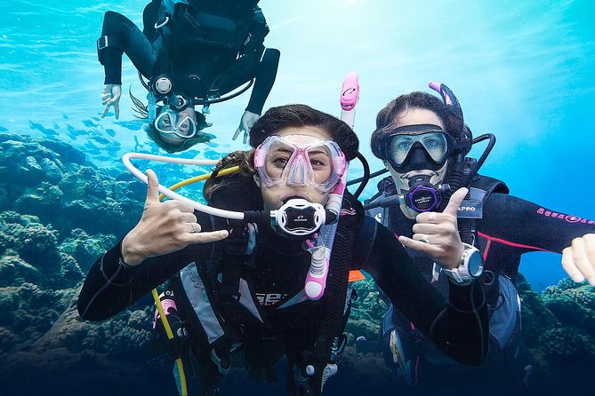 Diving for Certified Divers, 2 Tanks Sosúa Bay - First session: coral reefs, walls, and open water
