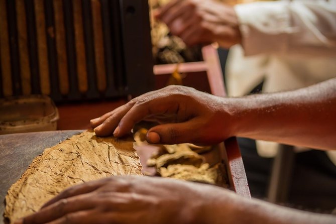 Dominican Cigar Factory Tour - From tiny seeds to cured tobacco leaves