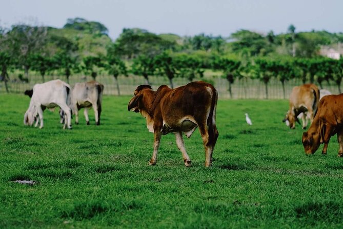 Dominican Republic Cultural Country Safari Tour from Punta Cana - Traditional Dominican Food in Higüey
