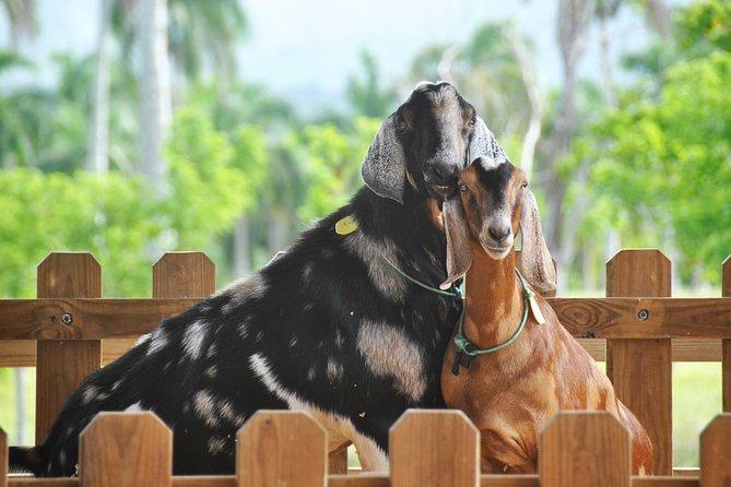 Eco Park Punta Cana by Marinarium Parks - Feeding animals and meeting the farm residents