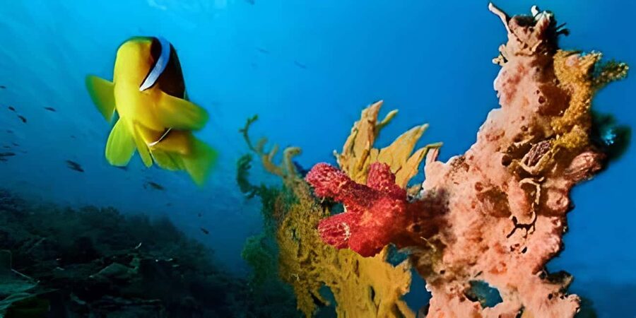 Experience the Exciting Caribbean Underwater World - What the crew adds to the outing