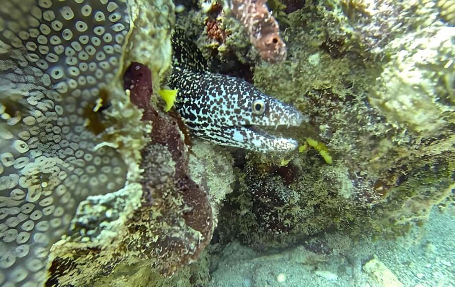 Experience the Exciting Caribbean Underwater World - Who will enjoy it most