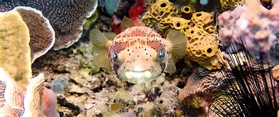 Experience the Exciting Caribbean Underwater World - Practical tips for a smoother morning