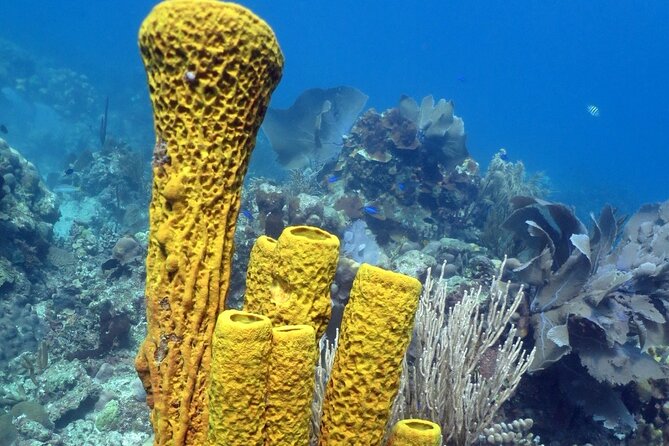 Fantastic Catalina island, beach and depth - Dominican lunch, drinks, and snacks on Catalina