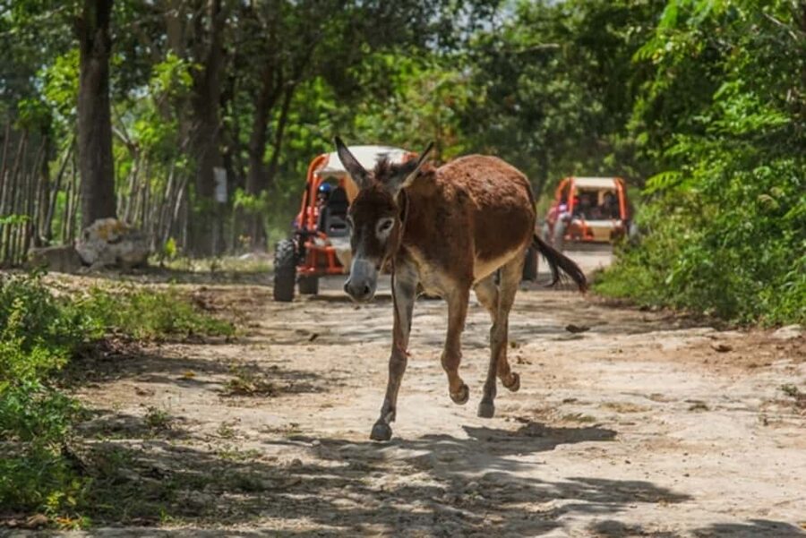 Flintstones Buggy, Cave and Adventure in Bavaro - Key points to know before booking